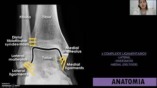 Ligamentos del Tobillo [upl. by Edrahc824]