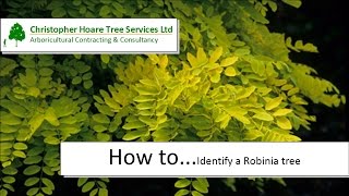 How to identify a Robinia Tree [upl. by Liborio]