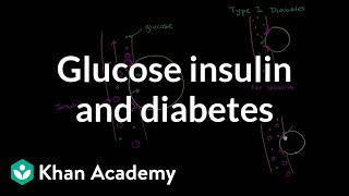 Glucose Insulin and Diabetes [upl. by Valleau512]