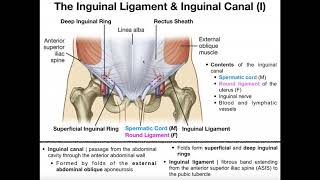 Anatomy  The Inguinal Ligament amp Inguinal Canal [upl. by Enelime]