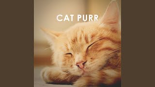 Cat Purr 1 Hour ASMR Sound for Sleep Study and Concentration [upl. by Bolt507]