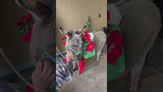 Dominick the Christmas Donkey [upl. by Hait]