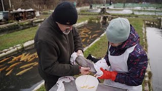 Fisch und Muscheln aus der Zucht Besser oder schlechter als Wildfang [upl. by Nesto]