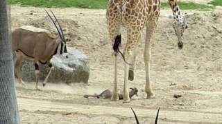 Giraffe vs Baby Gazelle  Wild Animal Park  San Diego [upl. by Elacsap]