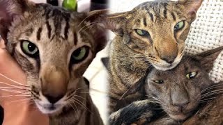 Adorable Cat Balam  Daily Overdose Videos [upl. by Florrie932]