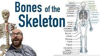 Bones of the Skeleton [upl. by Mehta]