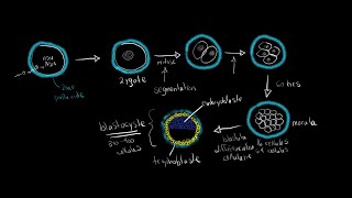 Lembryogèse de fécondation à gastrulation [upl. by Epuladaugairam402]