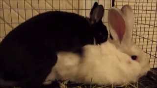 Beautiful Rabbits Mating and Baby Development [upl. by Ecnar]