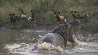 WILD DOGS vs HYENA vs HIPPO 🤯 [upl. by England]