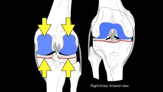 Posterior Cruciate Ligament PCL  Anatomy and Function [upl. by Narual]