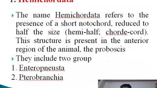 Protochordata classification part A [upl. by Nylknarf]