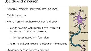 Introduction to Psychology 21  The Brain and Behavior  Nervous System and Neurons [upl. by Kean]