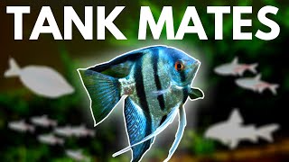 Angelfish Tank Mates 10 Fish You Can Keep with Angelfish [upl. by Alleuqcaj]