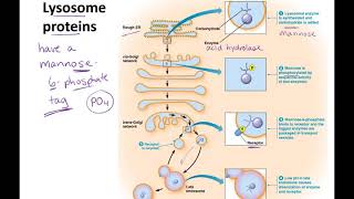 Endosomes to Lysosomes lecture [upl. by Arikahc17]