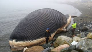 BIGGEST Sea Creatures Around The World [upl. by Feenah784]