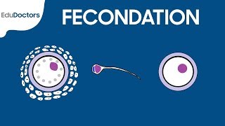 Fécondation  Embryologie générale [upl. by Ahsat]