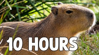 Capybara Song 10 HOURS [upl. by Noirrad]