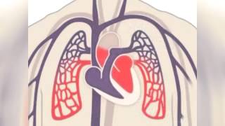 The Heart Part 1  Under Pressure Crash Course Anatomy amp Physiology 25 [upl. by Neelyahs]