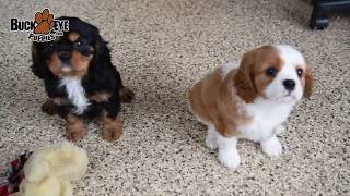 Cavalier King Charles Spaniel Puppies [upl. by Yenitsed]