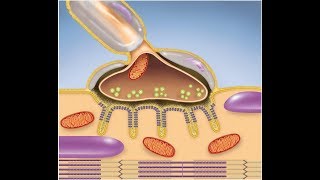 Muscular System The Neuromuscular Junction [upl. by Elatsyrc]