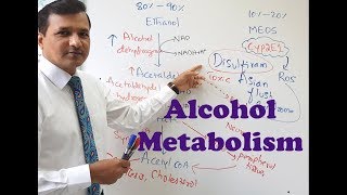 Alcohol Metabolism [upl. by Itak]