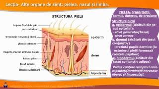 ALTE ORGANE DE SIMȚ pielea nasul și limba [upl. by Ayikan]