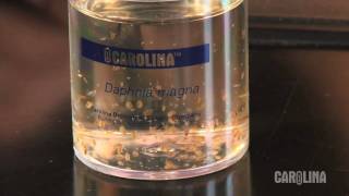 How to Care for Daphnia [upl. by Campagna793]