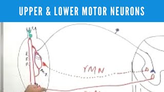 Upper and Lower Motor Neuron Lesions [upl. by Stacie]