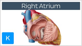 Right Atrium  Location Anatomy amp Function  Human Anatomy  Kenhub [upl. by Richman]