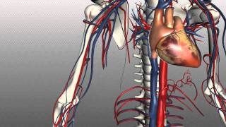 Veins of the body  PART 1  Anatomy Tutorial [upl. by Yhtnomit]