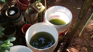 How to grow Green Water Algae [upl. by Sheryl289]