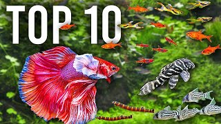 The BEST Mates for Betta Fish in Community Tanks [upl. by Azeel]