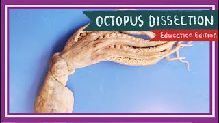 Octopus Dissection  The Tentacles of Today EDU [upl. by Kcirednek]