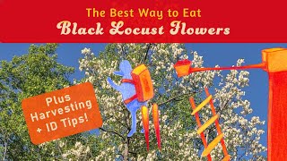 How to Forage and Identify Edible Black Locust Flowers Robinia pseudoacacia [upl. by Genevieve253]