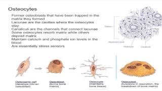 Osteocytes [upl. by Jentoft]