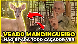 VEADO MANDINGUEIRO EXISTE MESMO [upl. by Ame]