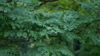 Robinia pseudoacacia  Black Locust [upl. by Uria]