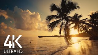 8 HOURS Calm Ocean Waves Sounds  Tropical Beach Sunrise 4K Video [upl. by Neyugn]