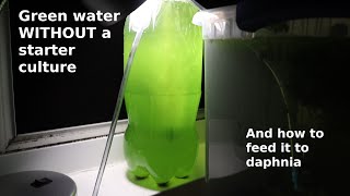 Green Water WITHOUT a Starter Culture  From Scratch  How To [upl. by Dwain101]