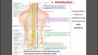 Physiologie des racines rachidiennes [upl. by Arik]