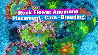 Rock Flower Anemone  Care placement breeding [upl. by Lraep838]