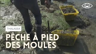 Pêche à pied des moules  Thalassa [upl. by Dumanian]