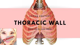 Human Anatomy  Thoracic wall [upl. by Charissa]