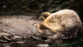 Monterey Bay Aquarium Sea Otter Cam 🦦❤️ [upl. by Parnell880]