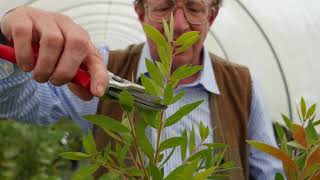 Pruning Callistemon Part II [upl. by Yelreveb424]