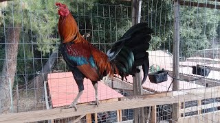 American Gamefowl  Gamefarm Yard Tour [upl. by Onitnelav]