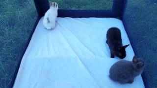 Netherland Dwarf Rabbit Babies For Sale [upl. by Hurleigh]