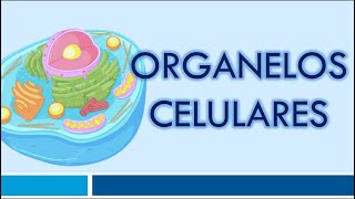 ORGANELOS CELULARES Organelos Membranosos [upl. by Myrtice]