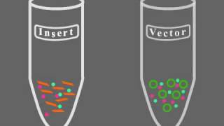 Key Steps of Molecular Cloning [upl. by Akinirt981]