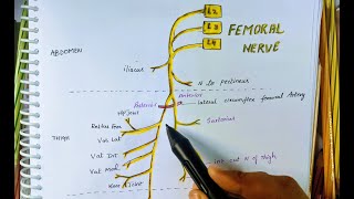 FEMORAL NERVE  ANATOMY  Origin  Division  Supply [upl. by Hawkins]